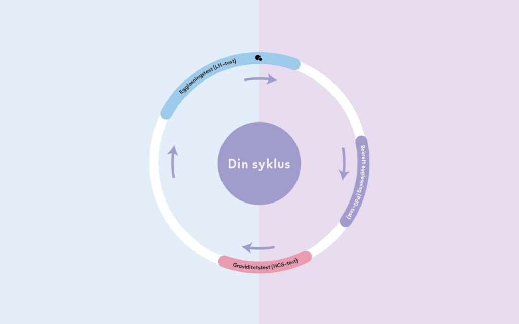 Din syklus